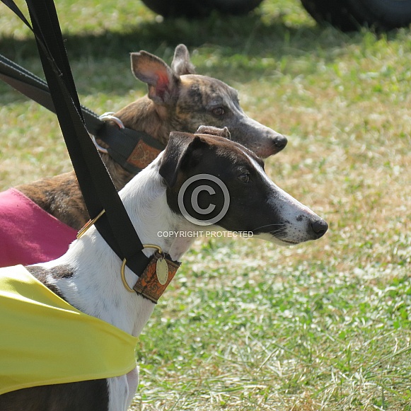 Whippets Whippets