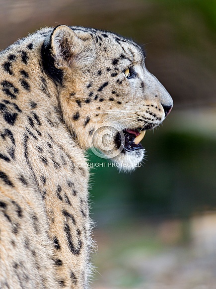 Snow Leopard Snow Leopard