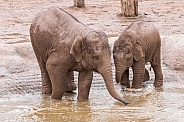 Two Young Asiatic Elephants In Water