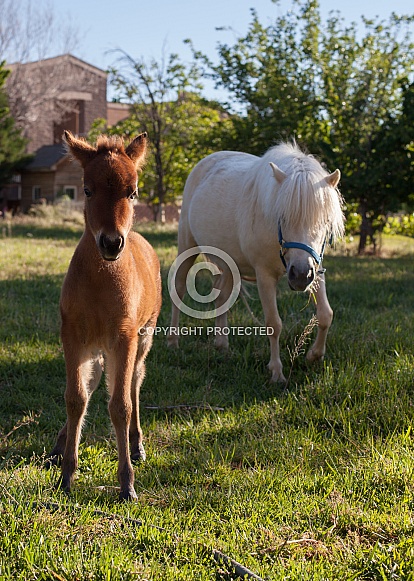 Equus caballus, horse, pony Equus caballus, horse, pony