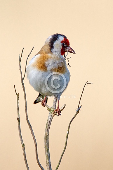 European Goldfinch, Carduelis carduelis European Goldfinch, Carduelis carduelis