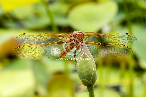Dragonflies