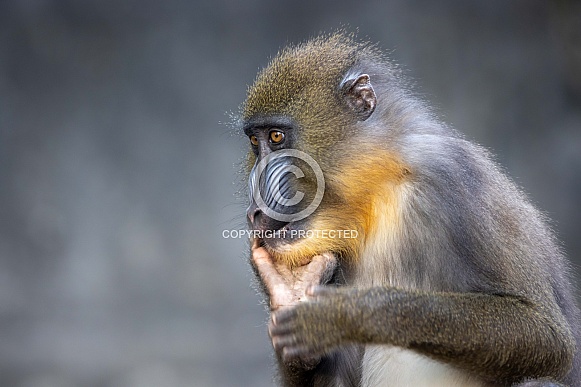 Mandrill (Mandrillus sphinx) Mandrill (Mandrillus sphinx)