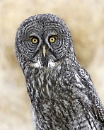 Great Grey Owl--Caught in the Headlights