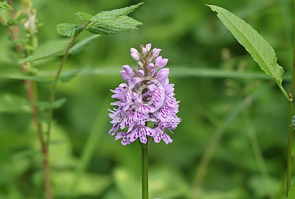 Common spotted Orchid