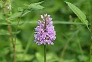 Common spotted Orchid