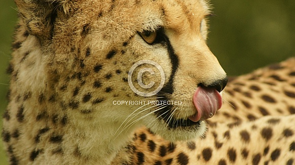 Cheetah