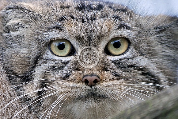 Siberian Palles Cat