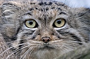 Siberian Palles Cat