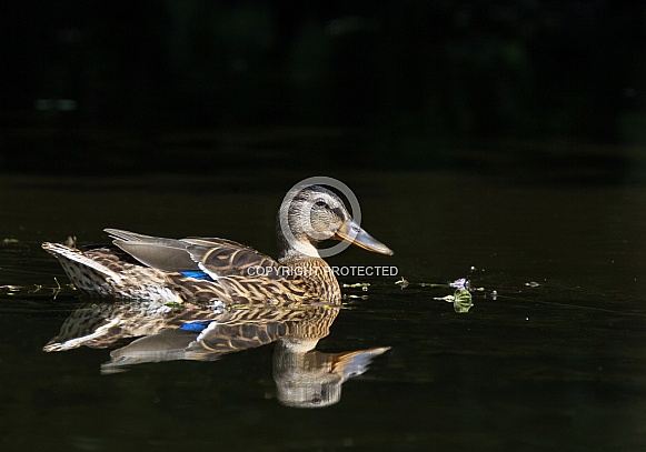 Female mallard Female mallard