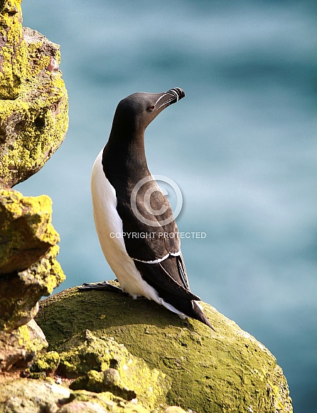 Razorbill Razorbill