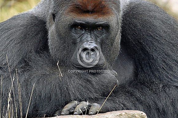 Western lowland Gorilla