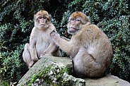 Barbary Macaque (Macaca Sylvanus)