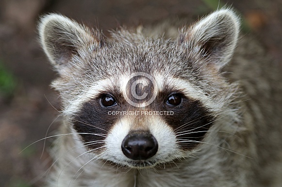 Raccoon (Procyon lotor)