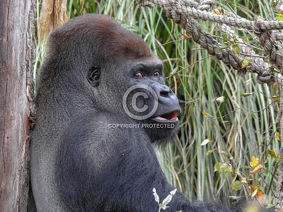 Western Lowland Gorilla