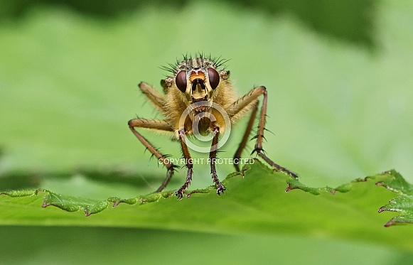 Yellow Dung Fly