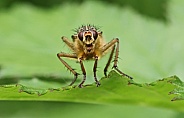 Yellow Dung Fly