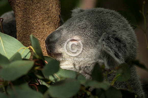 Koala Sleeping Close Up