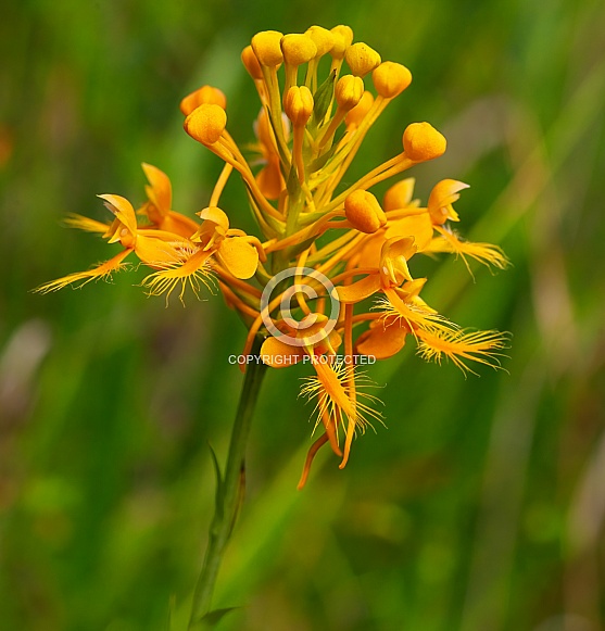 Close up of Yellow or Orange Fringed Orchid - Platanthera ciliaris - a Florida native and endangered species.