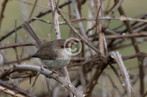 Superb fairy wren (wild)