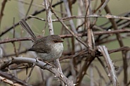 Superb fairy wren (wild)