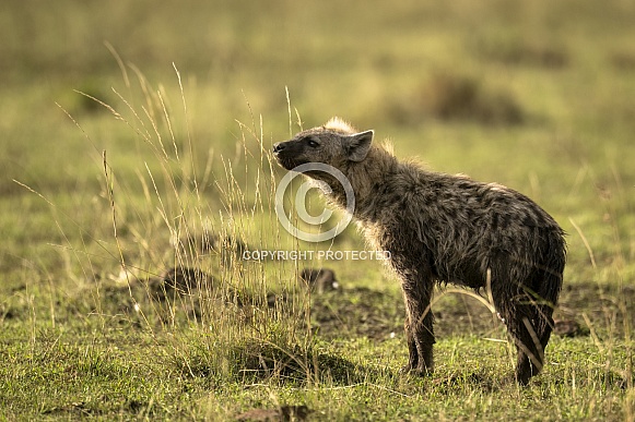 Adult Hyena