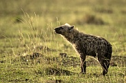 Adult Hyena