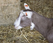 Toggenburg Goat