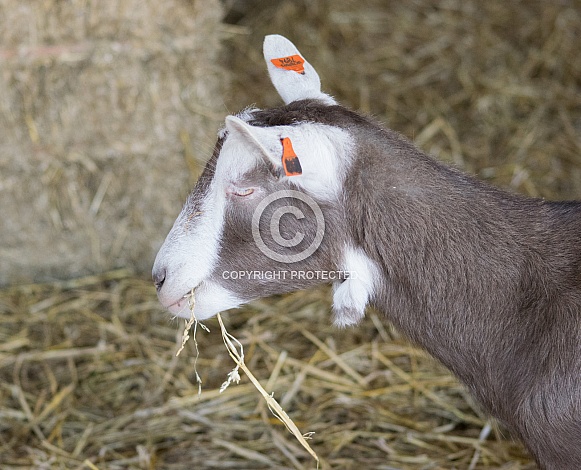 Toggenburg Goat