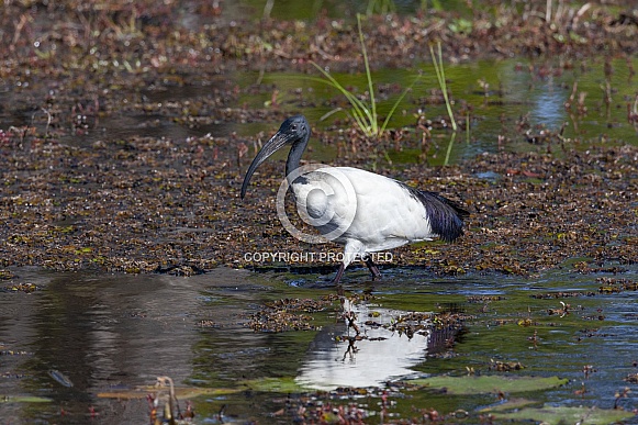 African Sacred Ibis - Okavango Delta in Botswana