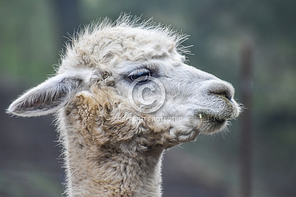 Alpaca (Vicugna pacos)
