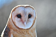 Barn Owl  / Tyto alba