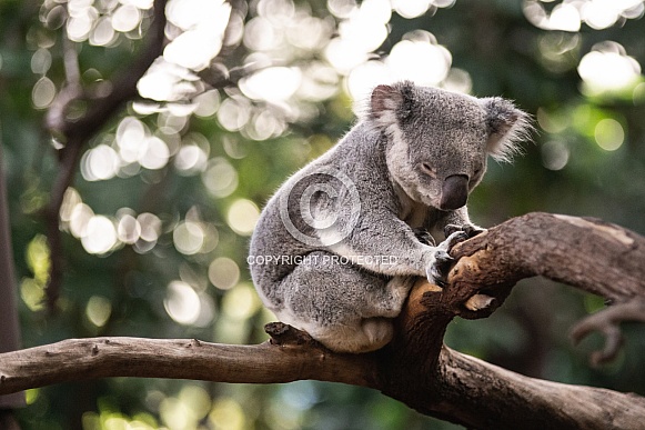 Sleepy Koala