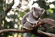 Sleepy Koala