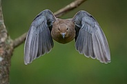 Mourning Dove in flight