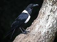 Eurasian magpie or common magpie (Pica pica)