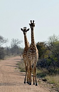 Giraffes in road
