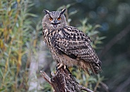 European Eagle Owl