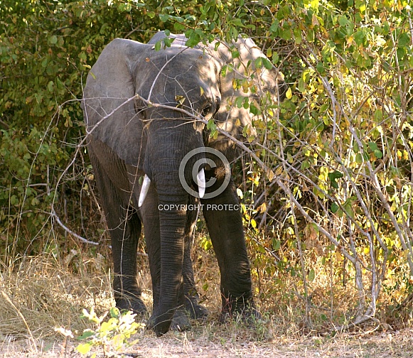 African Elephant African Elephant