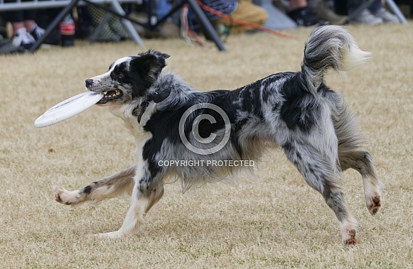 Border Collie or Australian Shepherd