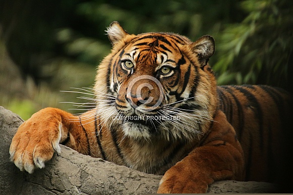 Sumatran tiger Sumatran tiger
