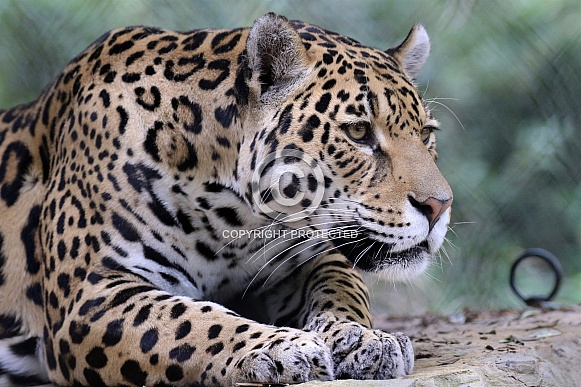 Jaguar