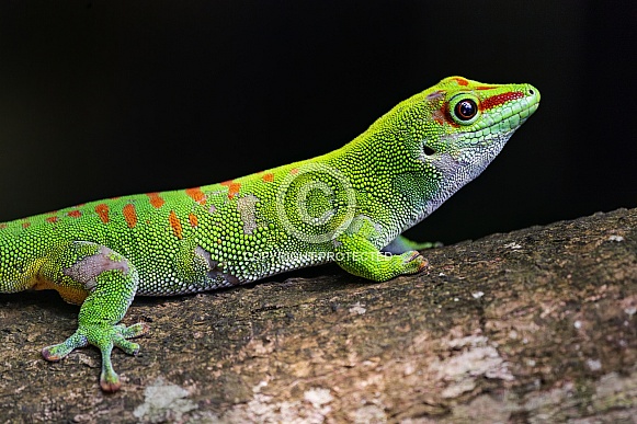 Green day gecko on branch