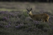 The European roe deer