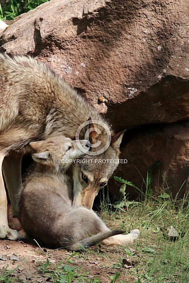 Wolf and Wolf Pups