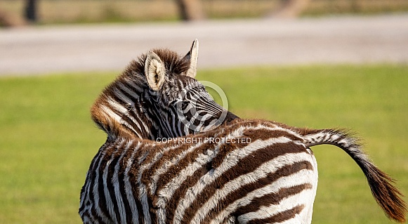 baby zebra scratching