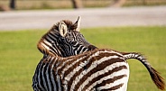 baby zebra scratching