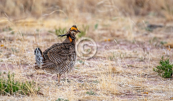 Lesser Prairie-Chicken