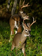 White tail deer