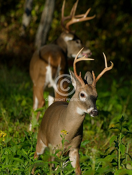 White tail deer